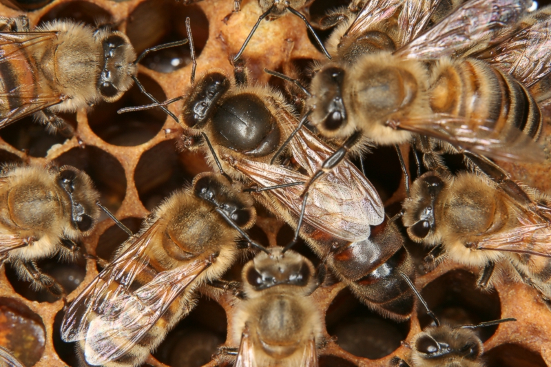 Bienenk�nigin mit Hofstaat
